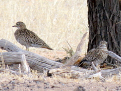 Burhinus capensis damarensis
