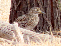 Burhinus capensis damarensis