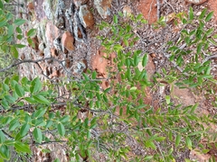 Brachystegia spiciformis