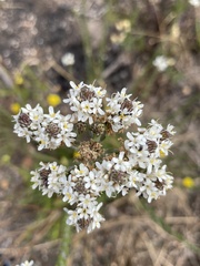 Pseudoselago rapunculoides