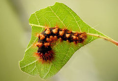 Acronicta longa