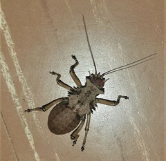 Enyaliopsis
