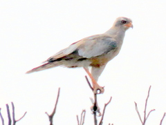 Melierax canorus argentior