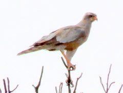 Melierax canorus argentior