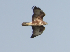 Buteo buteo