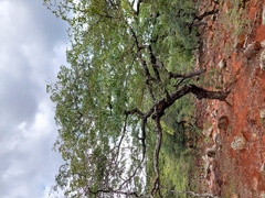 Brachystegia spiciformis