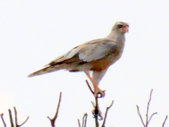 Melierax canorus argentior