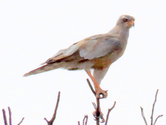 Melierax canorus argentior