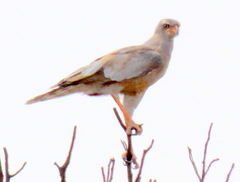 Melierax canorus argentior