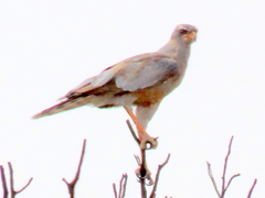 Melierax canorus argentior