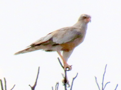 Melierax canorus argentior