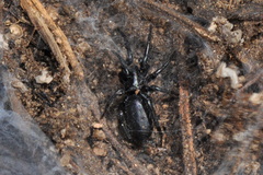 Zelotes