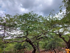 Brachystegia spiciformis