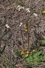 Saxifraga granulata