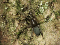 Hypodrassodes maoricus