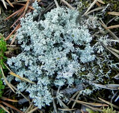 Stereocaulon saxatile