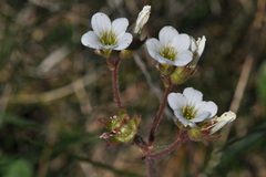 Saxifraga granulata