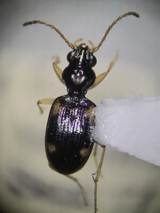 Bembidion quadrimaculatum