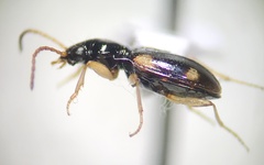 Bembidion quadrimaculatum