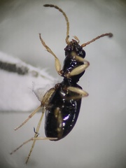 Bembidion quadrimaculatum