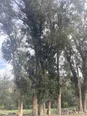 Eucalypteae