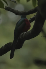 Apaloderma narina narina