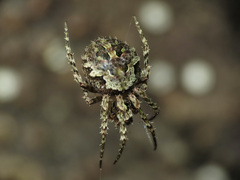 Cryptaranea