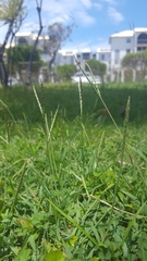 Digitaria didactyla