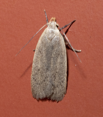 Inga obscuromaculella