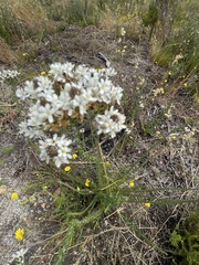Pseudoselago rapunculoides