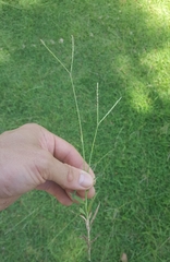 Digitaria didactyla