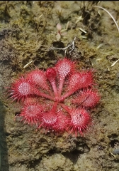 Drosera