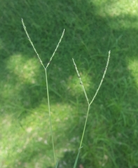 Digitaria didactyla