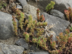 Crassula alata