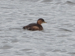 Tachybaptus ruficollis