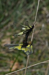 Libelloides coccajus