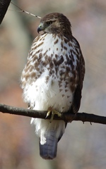 Buteo jamaicensis