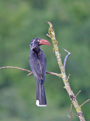 Lophoceros alboterminatus