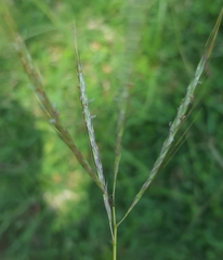 Bothriochloa pertusa
