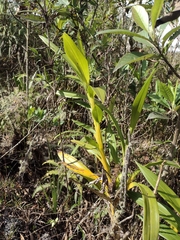 Cyrtochilum