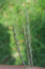 Bothriochloa pertusa