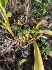 Cyrtochilum