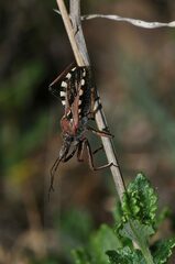 Rhynocoris erythropus