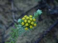 Helichrysum refractum