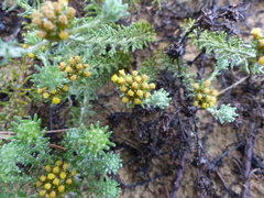 Helichrysum refractum