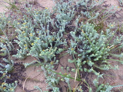 Helichrysum refractum