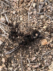 Spilogale gracilis
