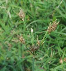 Fimbristylis dichotoma