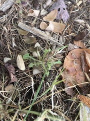 Dysphania graveolens