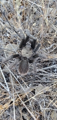 Aphonopelma